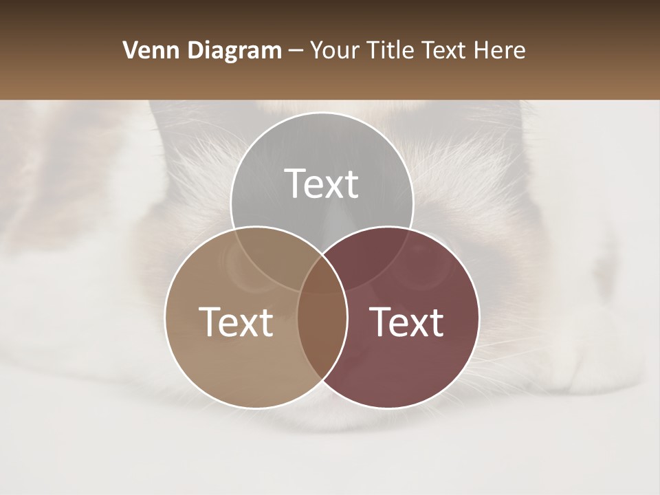 A Brown And White Cat With Blue Eyes Laying Down PowerPoint Template