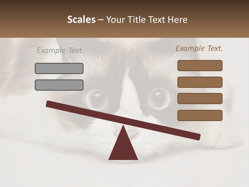 A Brown And White Cat With Blue Eyes Laying Down PowerPoint Template
