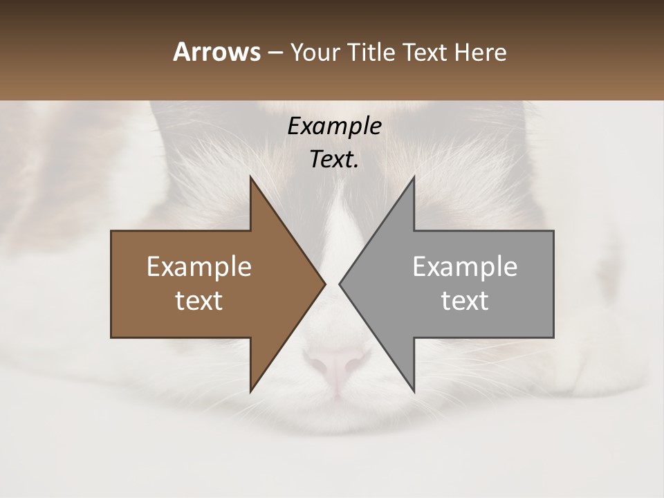 A Brown And White Cat With Blue Eyes Laying Down PowerPoint Template