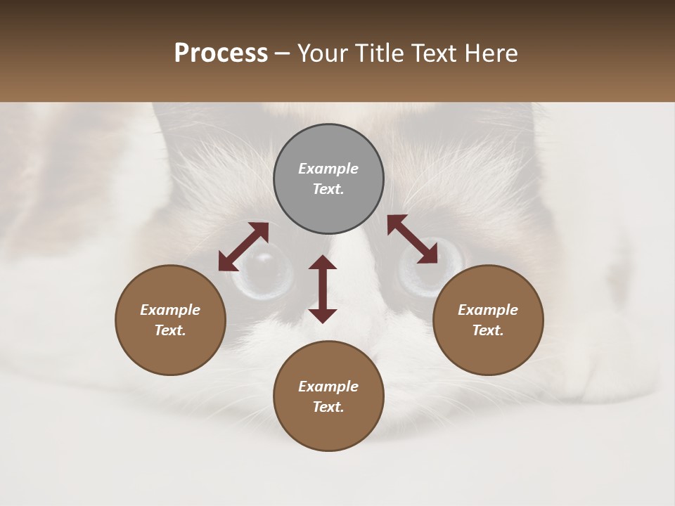 A Brown And White Cat With Blue Eyes Laying Down PowerPoint Template