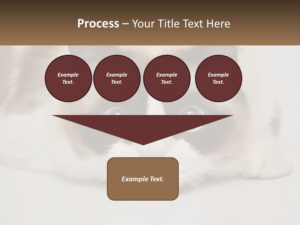A Brown And White Cat With Blue Eyes Laying Down PowerPoint Template