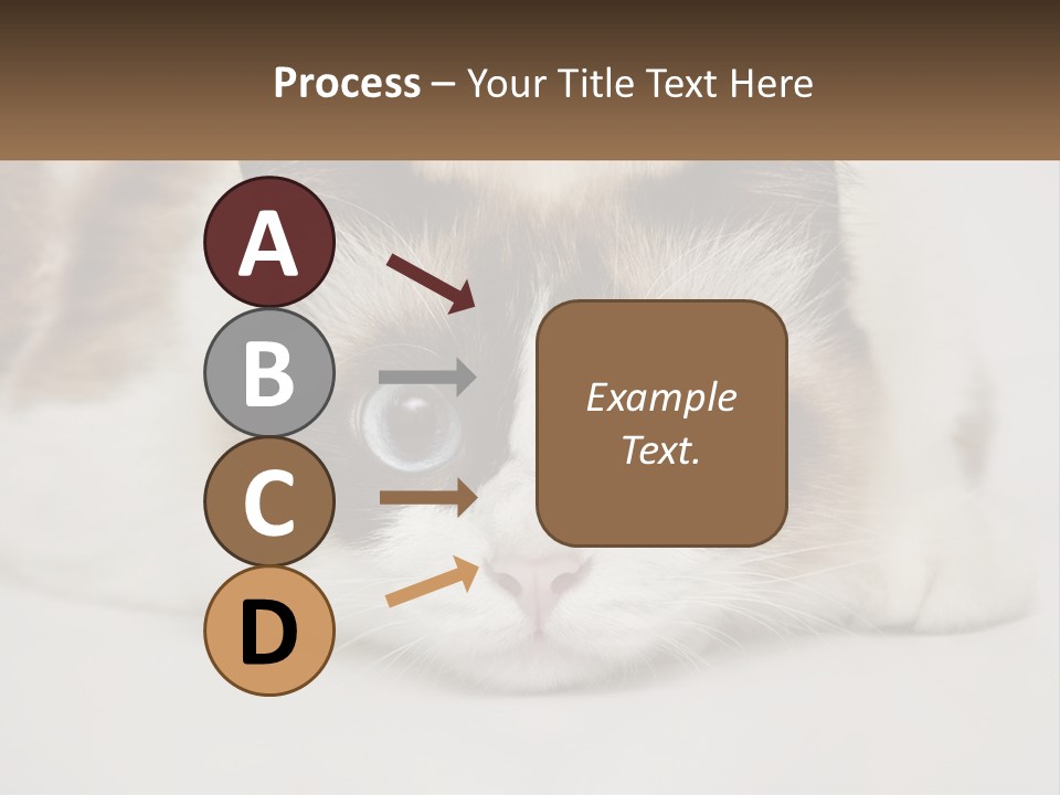 A Brown And White Cat With Blue Eyes Laying Down PowerPoint Template