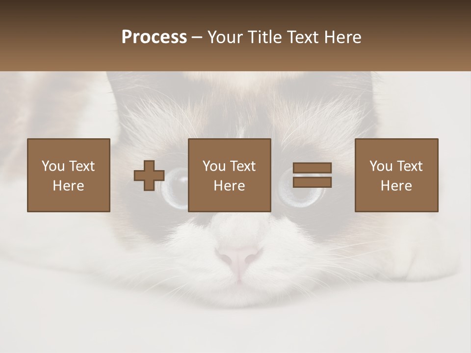 A Brown And White Cat With Blue Eyes Laying Down PowerPoint Template