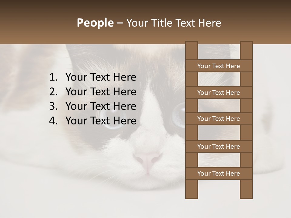 A Brown And White Cat With Blue Eyes Laying Down PowerPoint Template
