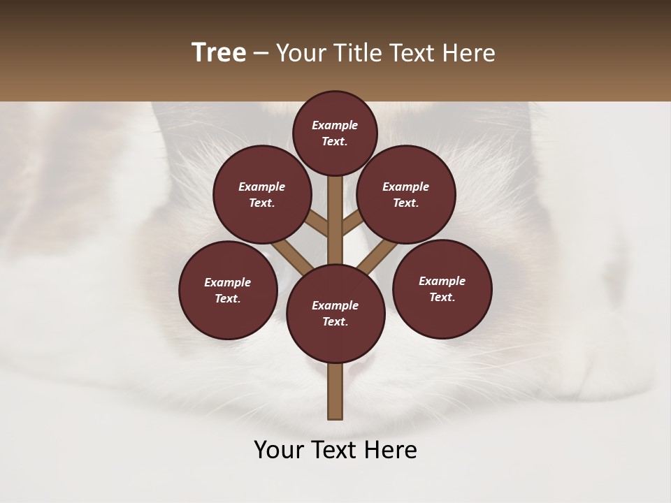 A Brown And White Cat With Blue Eyes Laying Down PowerPoint Template