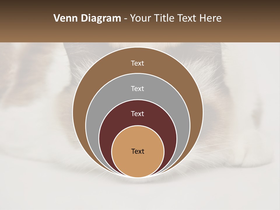 A Brown And White Cat With Blue Eyes Laying Down PowerPoint Template