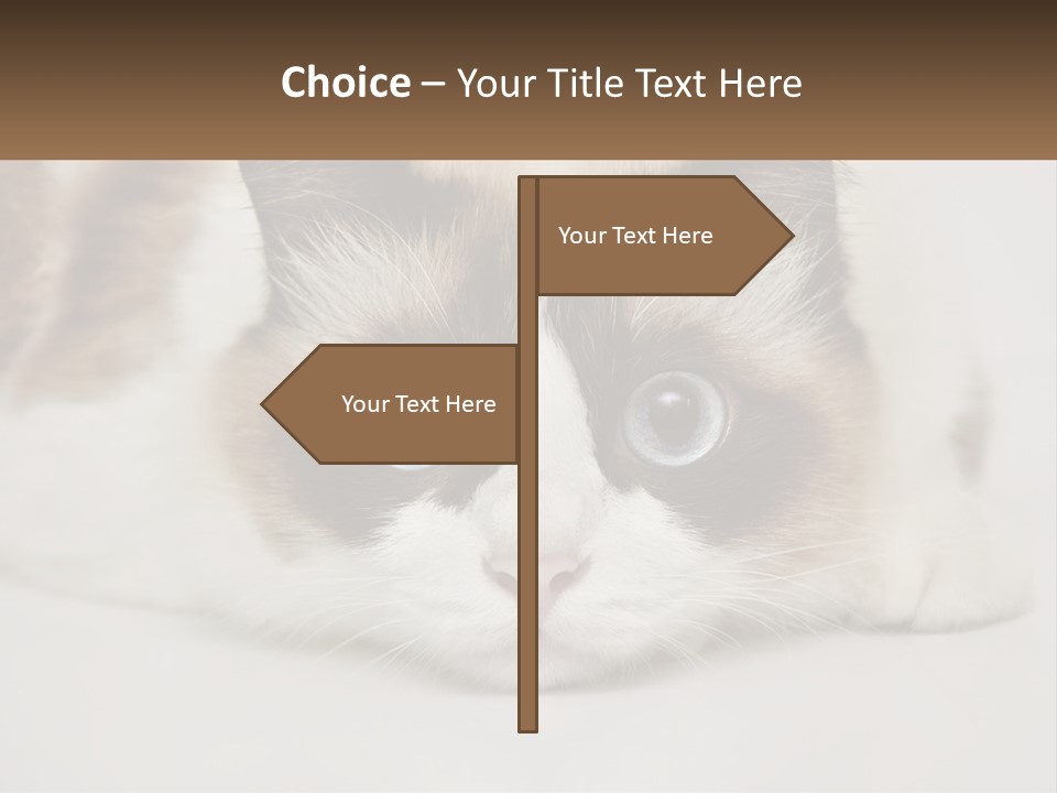 A Brown And White Cat With Blue Eyes Laying Down PowerPoint Template