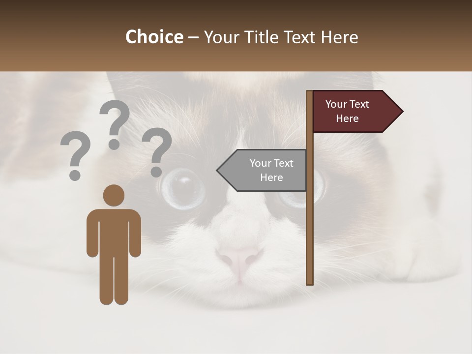 A Brown And White Cat With Blue Eyes Laying Down PowerPoint Template