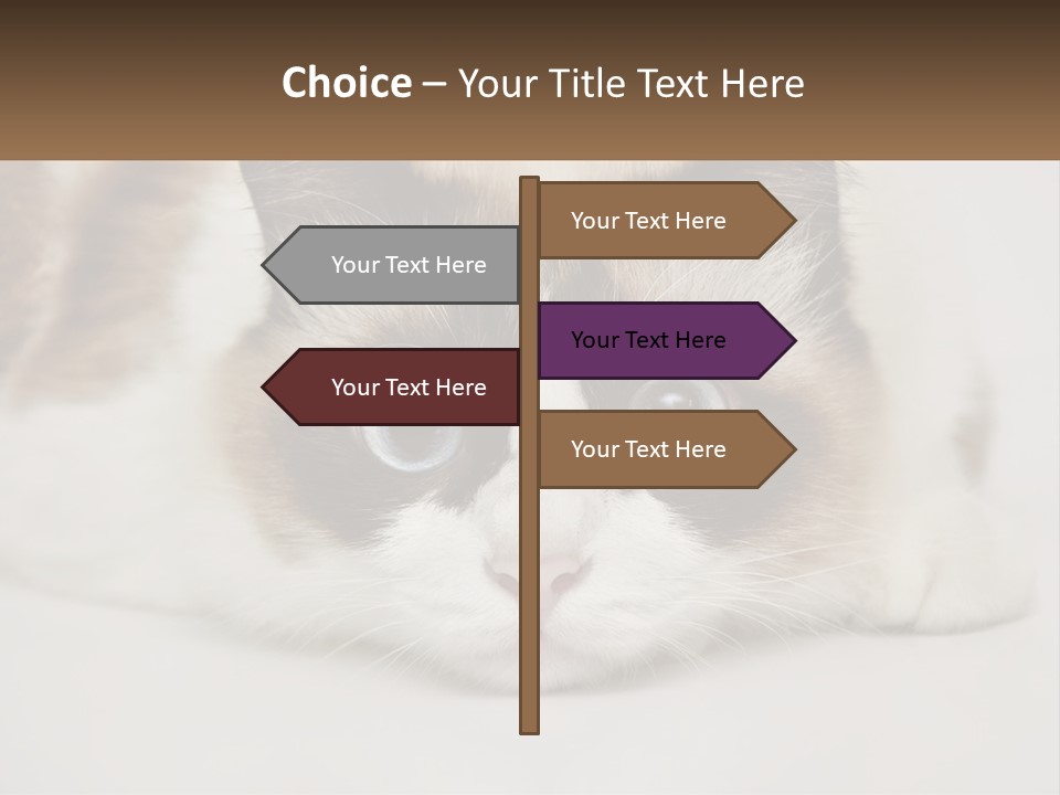 A Brown And White Cat With Blue Eyes Laying Down PowerPoint Template