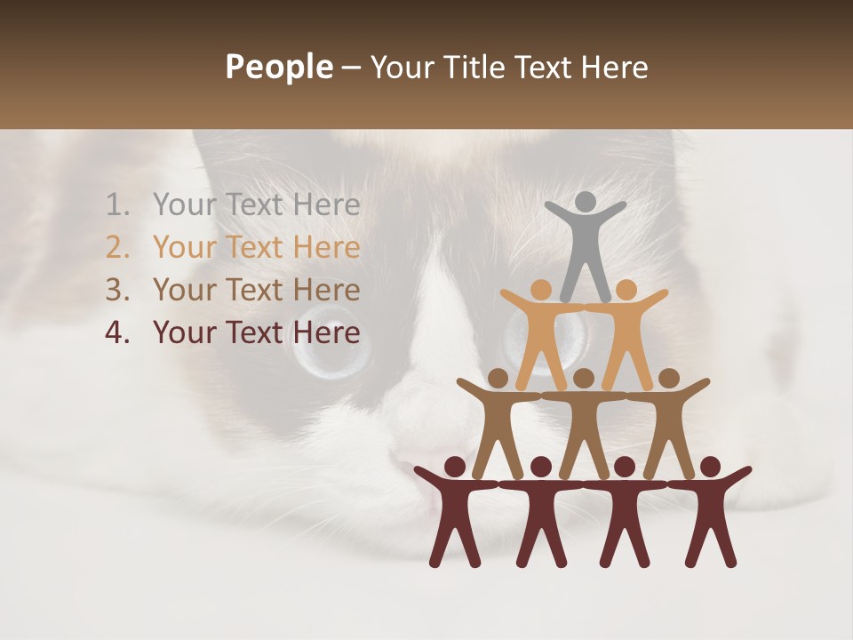 A Brown And White Cat With Blue Eyes Laying Down PowerPoint Template