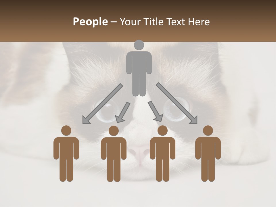 A Brown And White Cat With Blue Eyes Laying Down PowerPoint Template