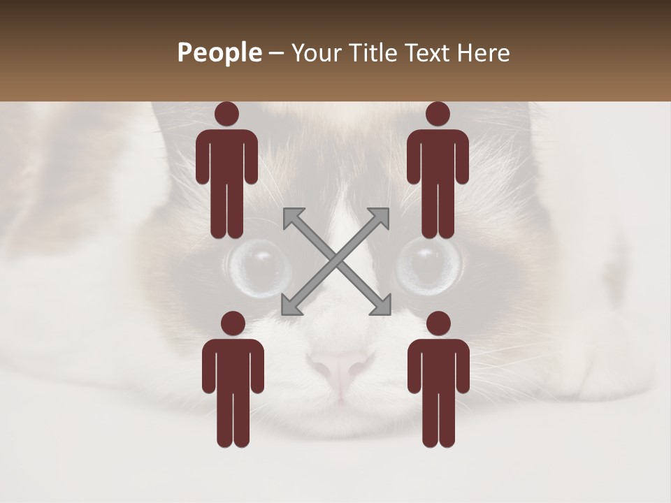 A Brown And White Cat With Blue Eyes Laying Down PowerPoint Template
