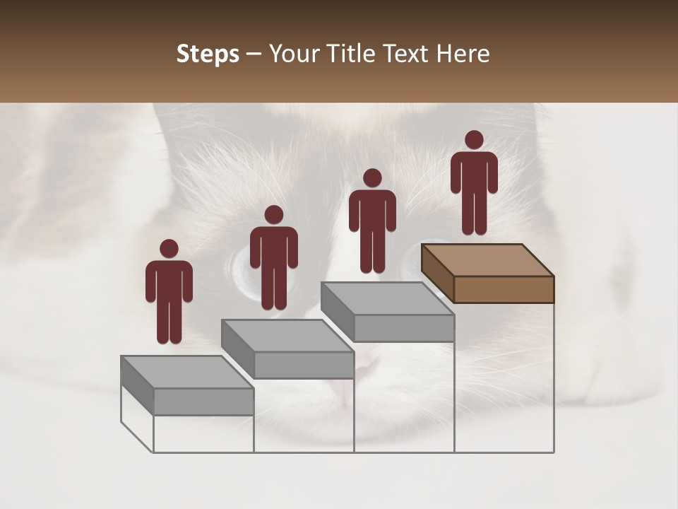 A Brown And White Cat With Blue Eyes Laying Down PowerPoint Template