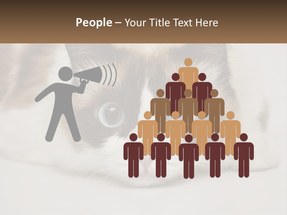 A Brown And White Cat With Blue Eyes Laying Down PowerPoint Template