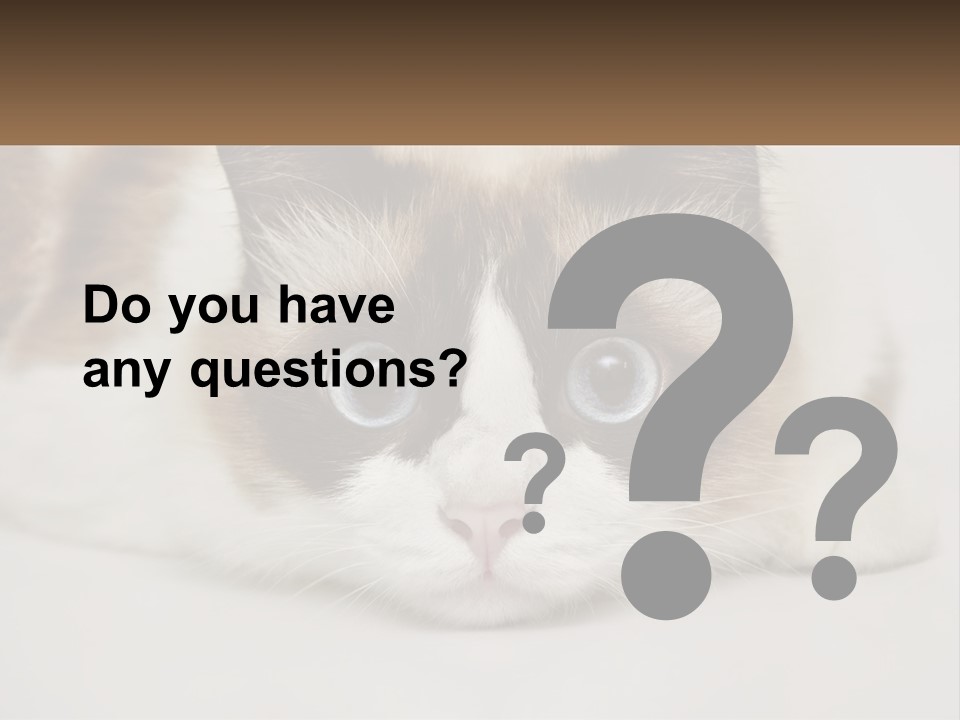 A Brown And White Cat With Blue Eyes Laying Down PowerPoint Template