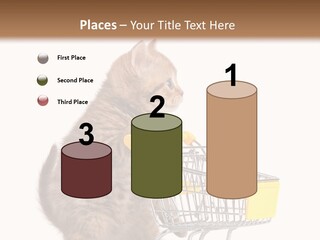 A Small Kitten Is Pushing A Shopping Cart PowerPoint Template
