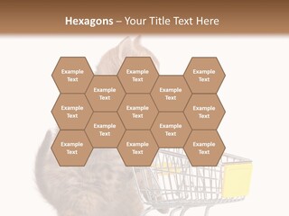 A Small Kitten Is Pushing A Shopping Cart PowerPoint Template