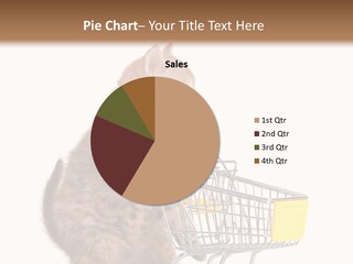 A Small Kitten Is Pushing A Shopping Cart PowerPoint Template