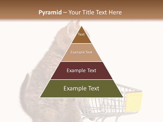 A Small Kitten Is Pushing A Shopping Cart PowerPoint Template