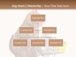 A Small Kitten Is Pushing A Shopping Cart PowerPoint Template
