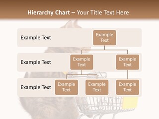 A Small Kitten Is Pushing A Shopping Cart PowerPoint Template