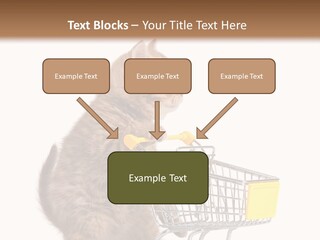 A Small Kitten Is Pushing A Shopping Cart PowerPoint Template