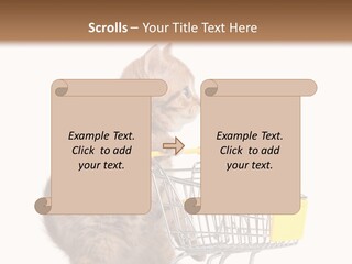 A Small Kitten Is Pushing A Shopping Cart PowerPoint Template