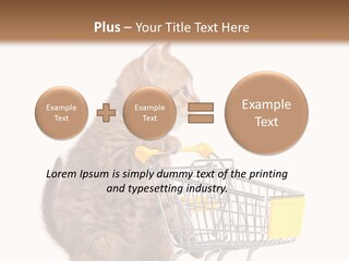 A Small Kitten Is Pushing A Shopping Cart PowerPoint Template