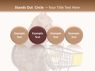 A Small Kitten Is Pushing A Shopping Cart PowerPoint Template