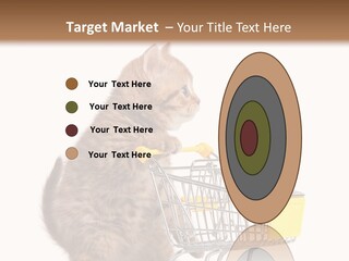 A Small Kitten Is Pushing A Shopping Cart PowerPoint Template