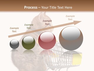A Small Kitten Is Pushing A Shopping Cart PowerPoint Template