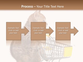 A Small Kitten Is Pushing A Shopping Cart PowerPoint Template