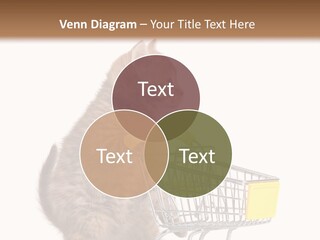 A Small Kitten Is Pushing A Shopping Cart PowerPoint Template