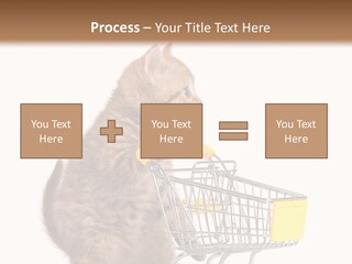 A Small Kitten Is Pushing A Shopping Cart PowerPoint Template