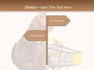 A Small Kitten Is Pushing A Shopping Cart PowerPoint Template