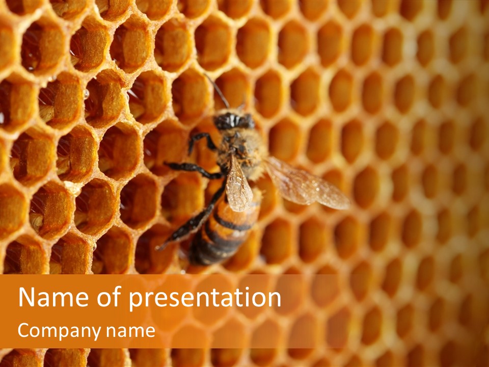 Two Bees On A Honeycomb Powerpoint Template PowerPoint Template