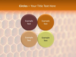 Two Bees On A Honeycomb Powerpoint Template PowerPoint Template