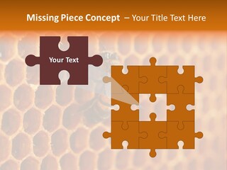 Two Bees On A Honeycomb Powerpoint Template PowerPoint Template
