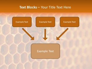 Two Bees On A Honeycomb Powerpoint Template PowerPoint Template