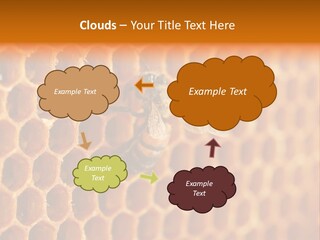 Two Bees On A Honeycomb Powerpoint Template PowerPoint Template