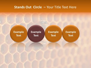 Two Bees On A Honeycomb Powerpoint Template PowerPoint Template