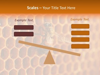 Two Bees On A Honeycomb Powerpoint Template PowerPoint Template