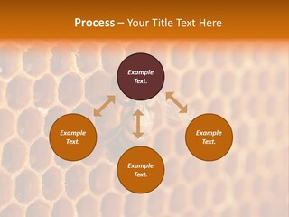 Two Bees On A Honeycomb Powerpoint Template PowerPoint Template