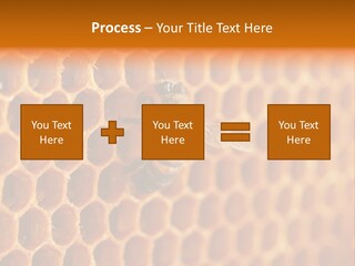 Two Bees On A Honeycomb Powerpoint Template PowerPoint Template