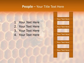 Two Bees On A Honeycomb Powerpoint Template PowerPoint Template