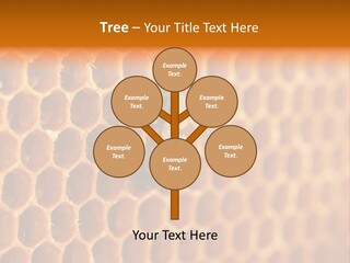 Two Bees On A Honeycomb Powerpoint Template PowerPoint Template