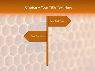 Two Bees On A Honeycomb Powerpoint Template PowerPoint Template