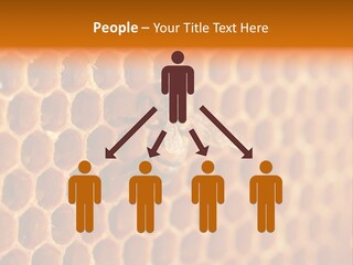 Two Bees On A Honeycomb Powerpoint Template PowerPoint Template