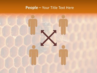 Two Bees On A Honeycomb Powerpoint Template PowerPoint Template