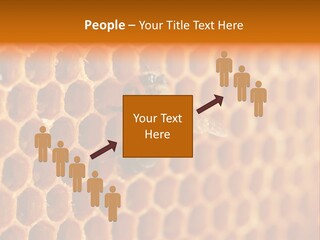 Two Bees On A Honeycomb Powerpoint Template PowerPoint Template
